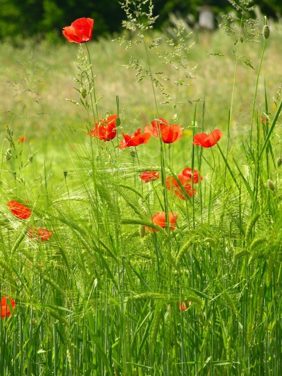 a green field with red flowers and grass