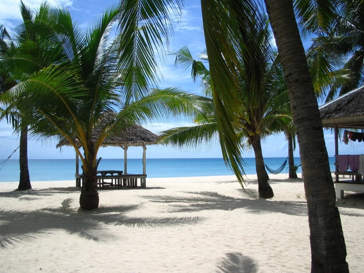 a row of palm trees on the beach