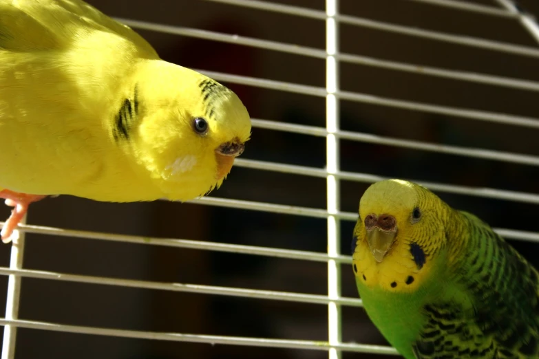 two birds that are sitting together on a cage