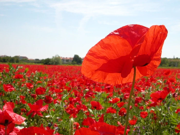 a red poppy flower stands out among the green field