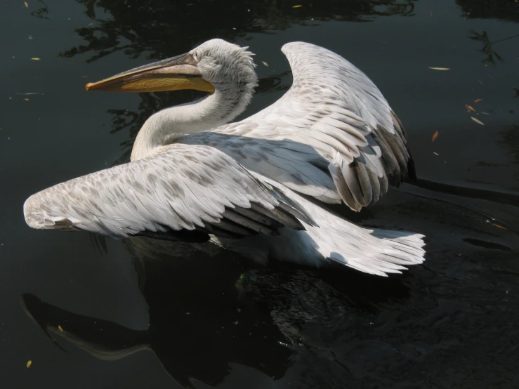 a large bird flaps its wings while floating in a pond