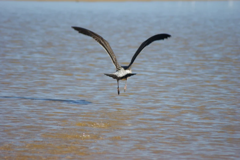 a black and white bird flying over water