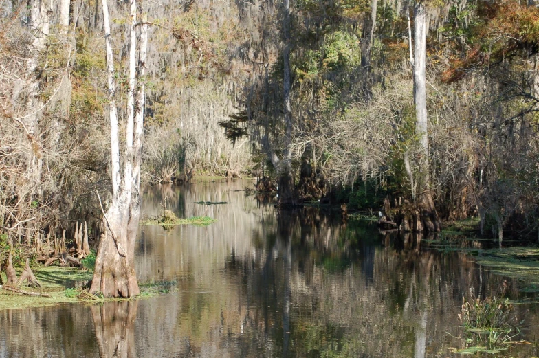 a large body of water surrounded by trees