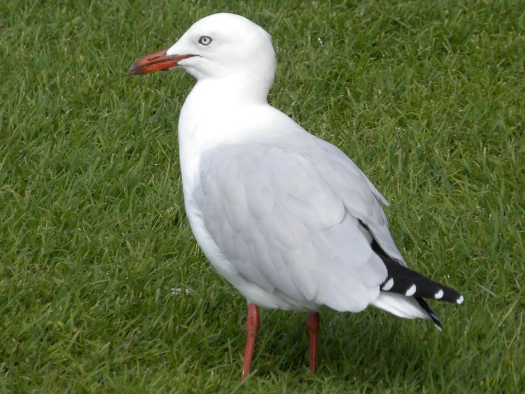 the seagull is standing in the grass alone