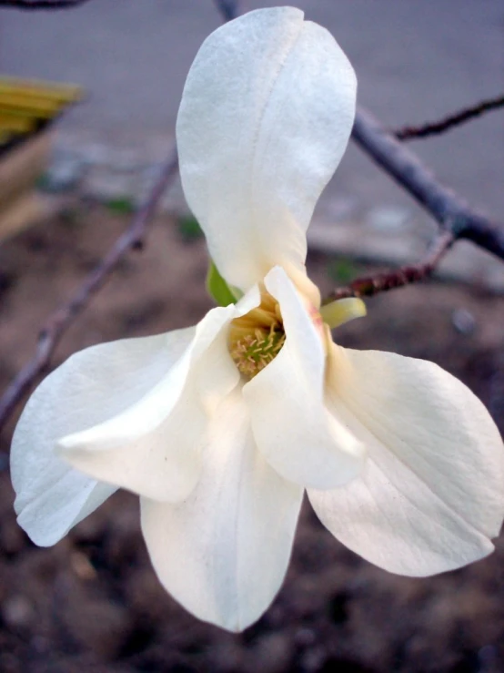 a small white flower with green leaves