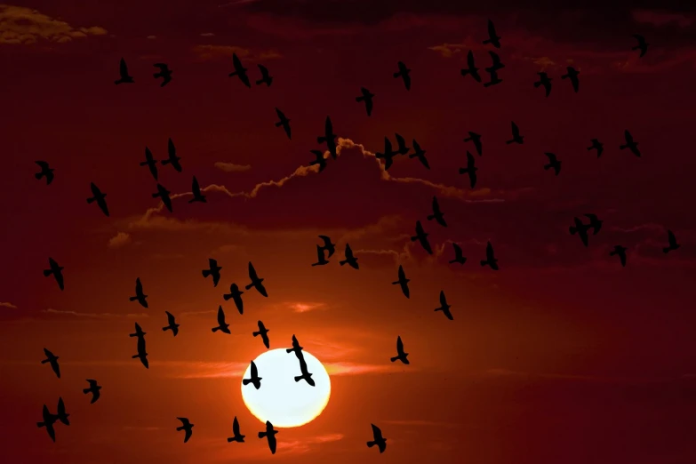 a flock of birds flying against a red sky during sunset