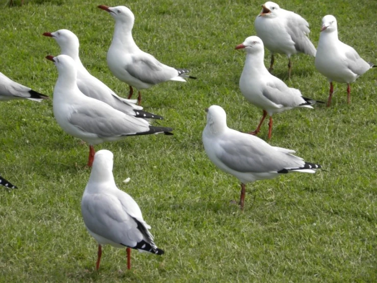 seagulls standing in the grass and looking away