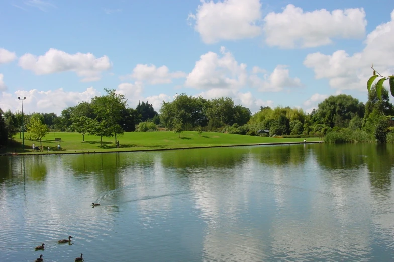 several ducks are swimming in a body of water