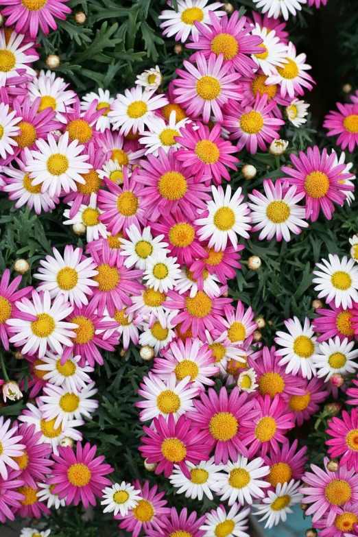 a bunch of white, orange and pink daisies