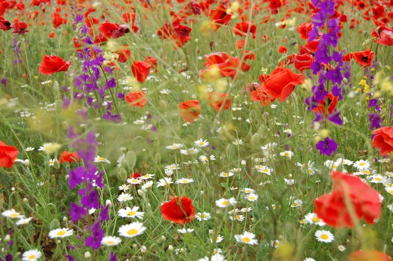 the field has many different kinds of flowers