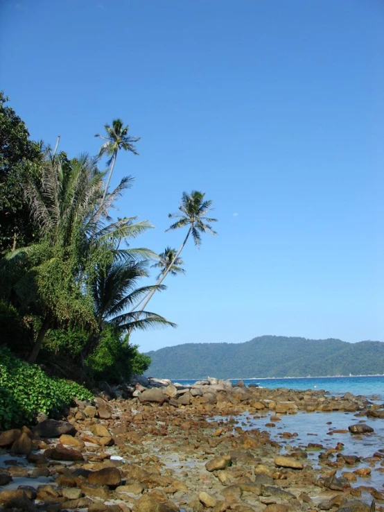 a sandy shoreline with palm trees, and rocky shore