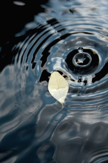 water with a leaf floating and small ripple