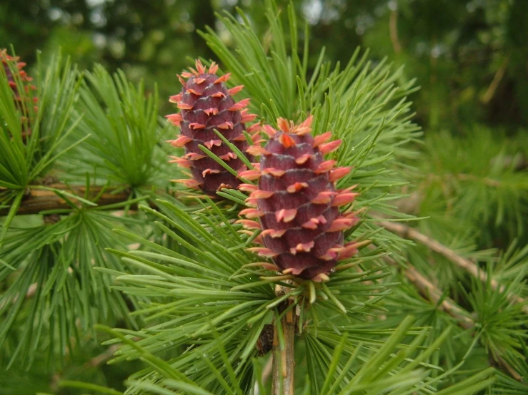 a pine nch with two red cones and needles