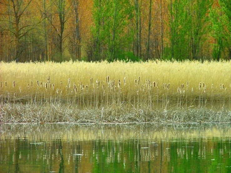 there is a very tall grass on the land