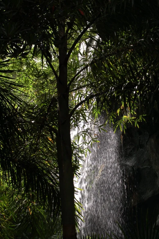 a water spouts from an open, green plant in the foreground