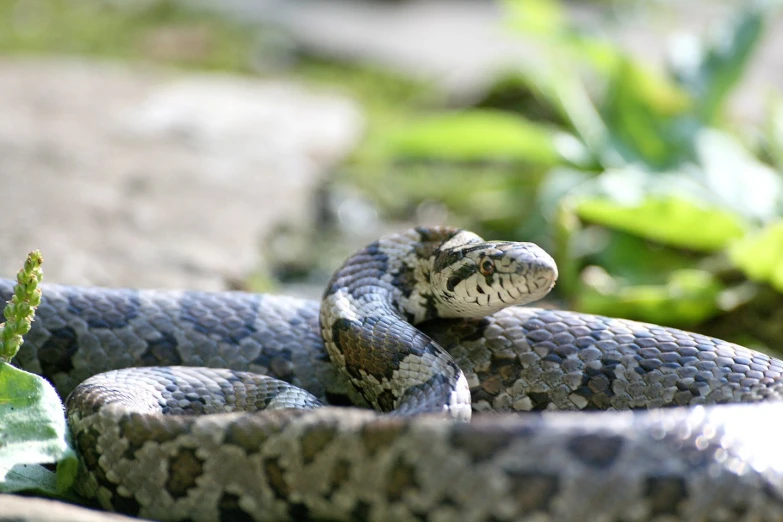 the rattler is curled up and ready to be bitten