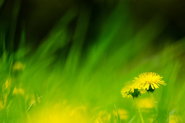 a small dandelion sits among grass in the sunlight