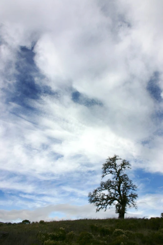 lone tree in a field with clouds in the sky