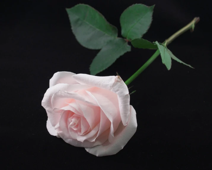 a single pink rose with its petals still on the stem