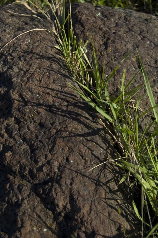 a piece of grass that is growing out of a rock