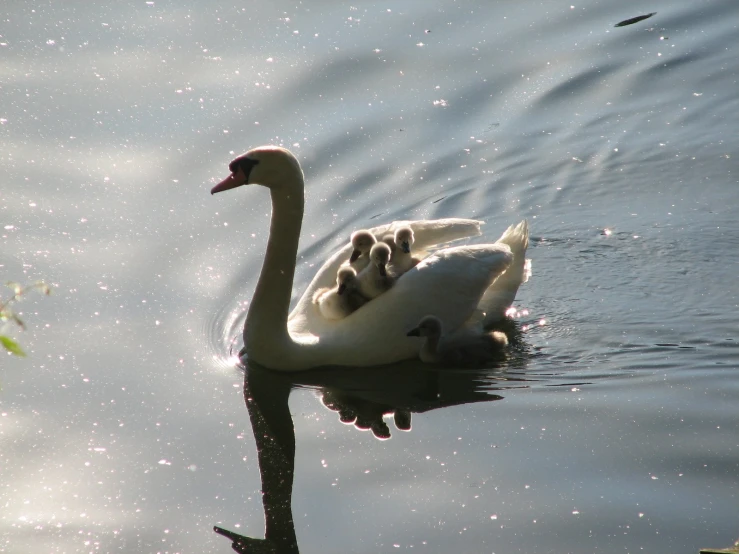 a swan and its chicks swimming in the water