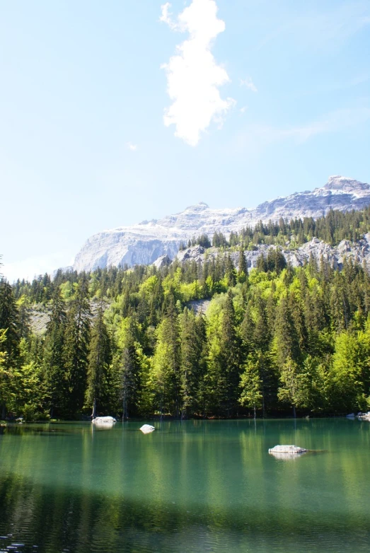 a lake is filled with some green trees