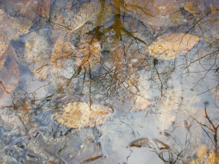 trees reflected in the water and a sky