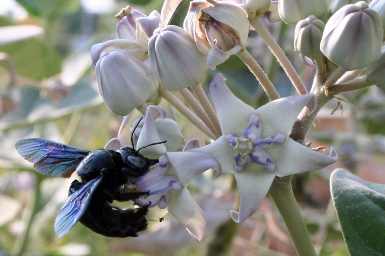 a bee that is sitting on a flower