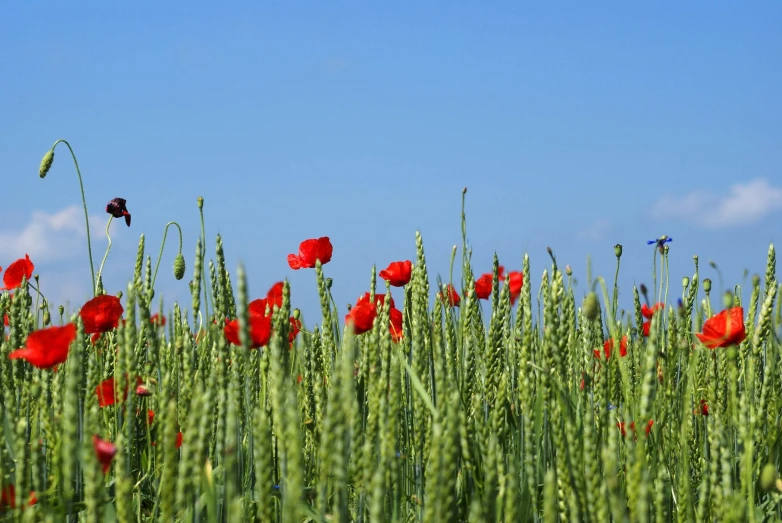 red flowers in tall green grass on a sunny day