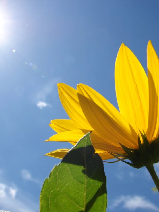 a sunflower with the sky in the background