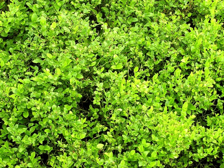 several green bushes in different stages of growth