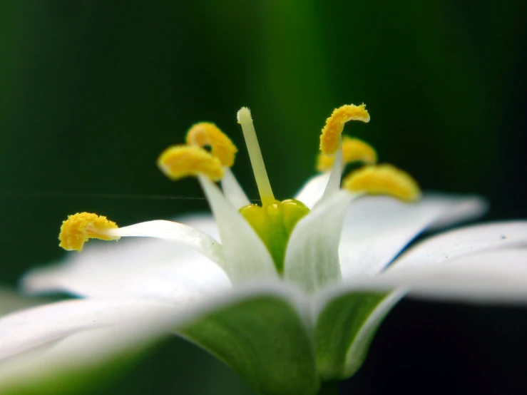 a close up view of a flower with yellow centers