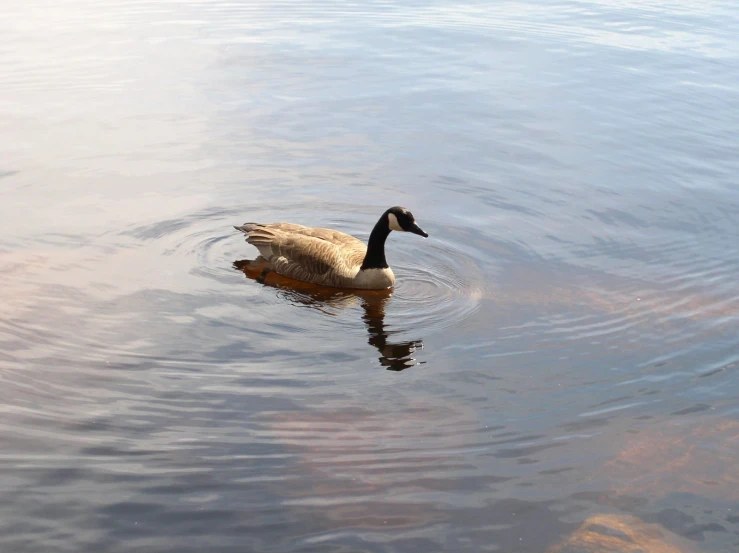 a white and tan duck swims in a lake