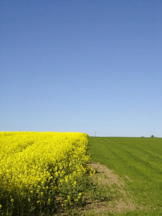 an empty field and trail in the middle