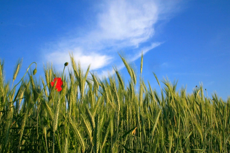 the sky over a red flower is just starting to bloom