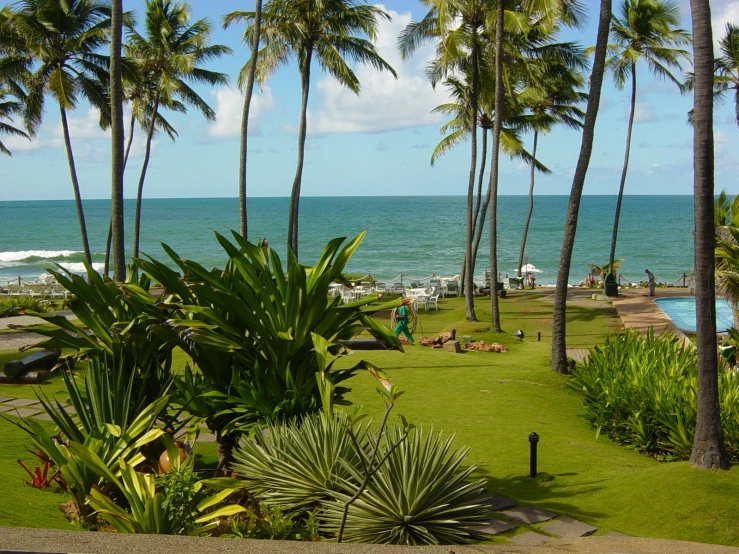 palm trees and lush green grass at the beach