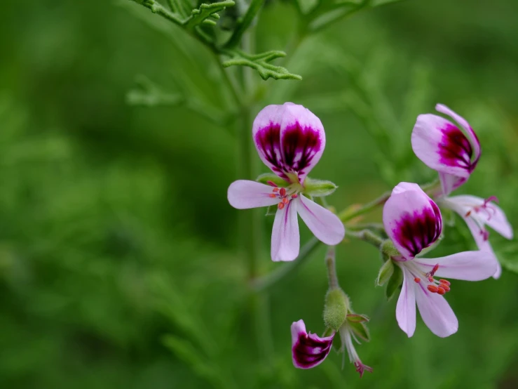 pink flowers with white center and red stigma