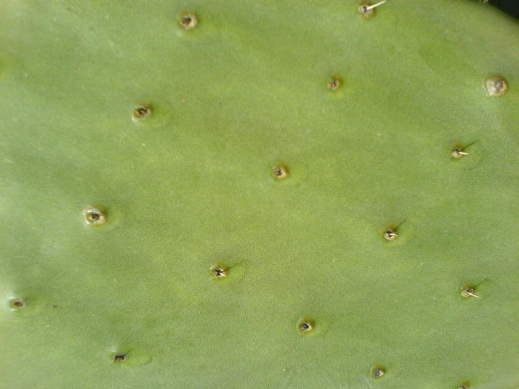 a close up view of the center of a cactus