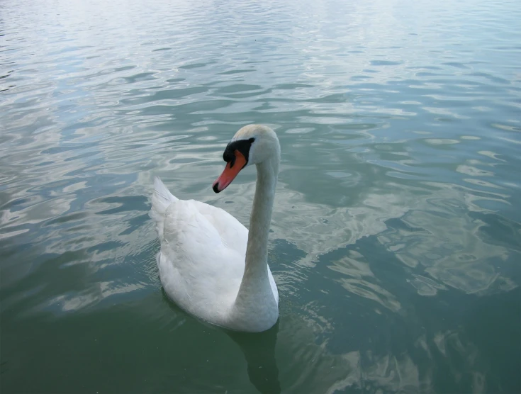 a lone goose floating on a clear lake