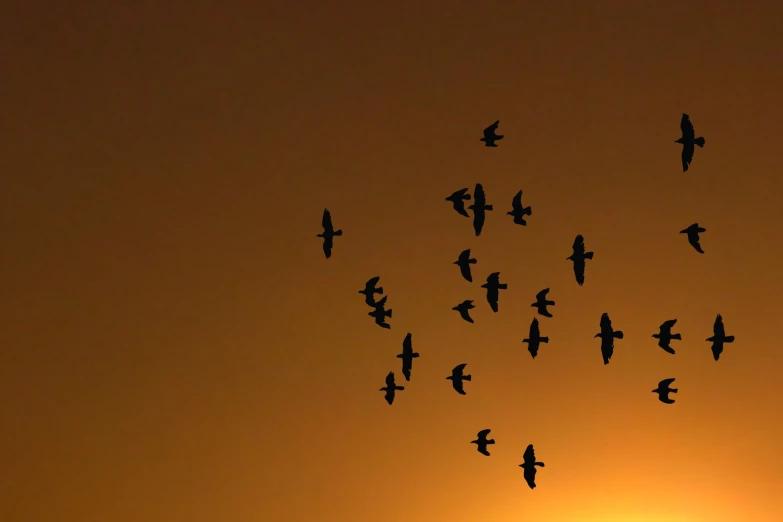 a bunch of birds that are flying in the sky