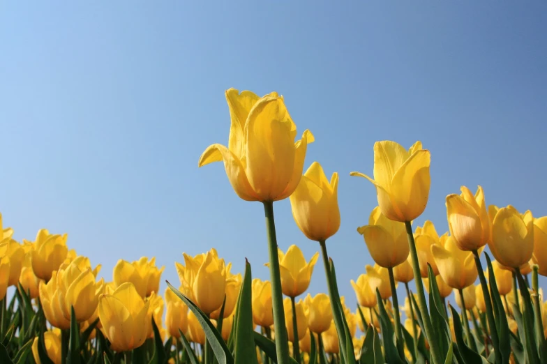 there are a lot of yellow tulips in the field