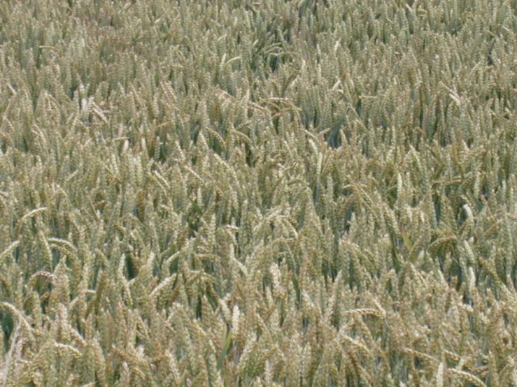 a cow grazing on the side of a large field of ripe wheat