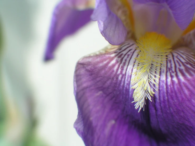 a purple flower that is blooming with yellow petals