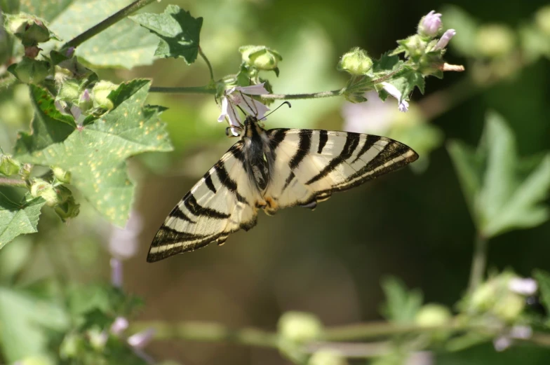 the erfly is resting on a green leafy plant