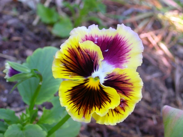 two flowers that are in the dirt and one is yellow