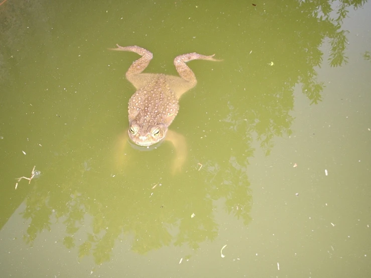 an animal in the water with some green and brown stuff