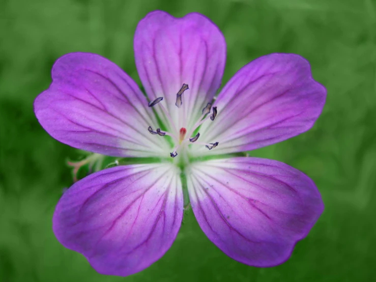 a pretty purple flower with white stamen