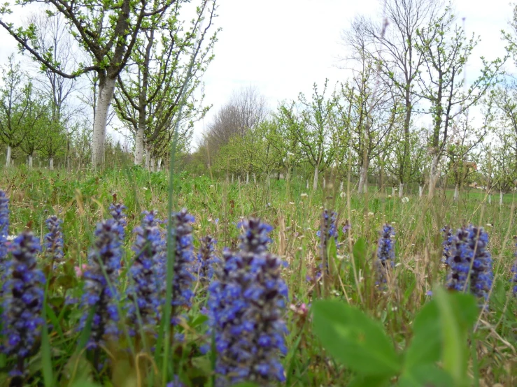 purple flowers sitting in tall grass by the woods