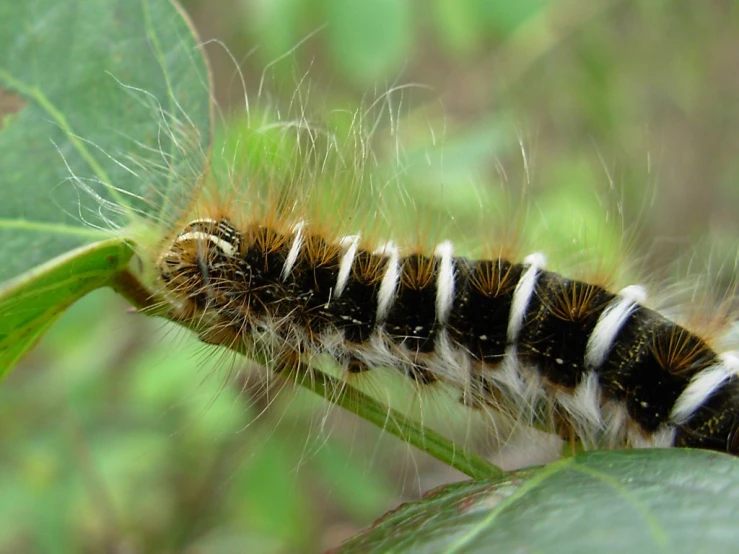 a caterpillar moving along the side of a green leaf