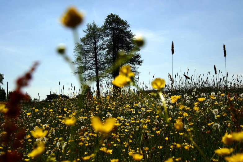 an outdoor scene with flowers and the sky